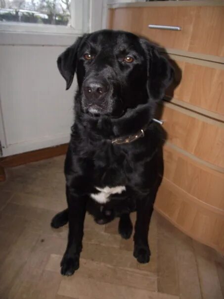 Помесь лабрадора с дворнягой фото щенки Санкт-Петербург https://vk.com/koksharova_olga 8 декабря во второй половине дня 