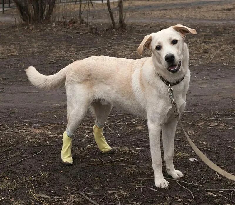 Помесь лабрадора с дворнягой фото щенки Ответы Mail.ru: Хочу сделать помесь лабрадора. С какой породой выйдет красиво? Х