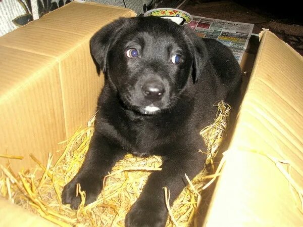 Помесь лабрадора с дворнягой фото щенки Ответы Mail.ru: Это лабрадор или дворняга?