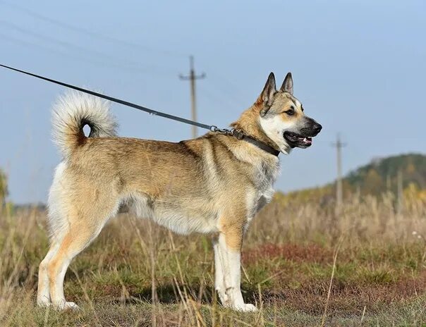 Помесь лайки и овчарки фото Moscow and Mo. Beautiful, handsome young dog Buyan is looking for owners. He's a