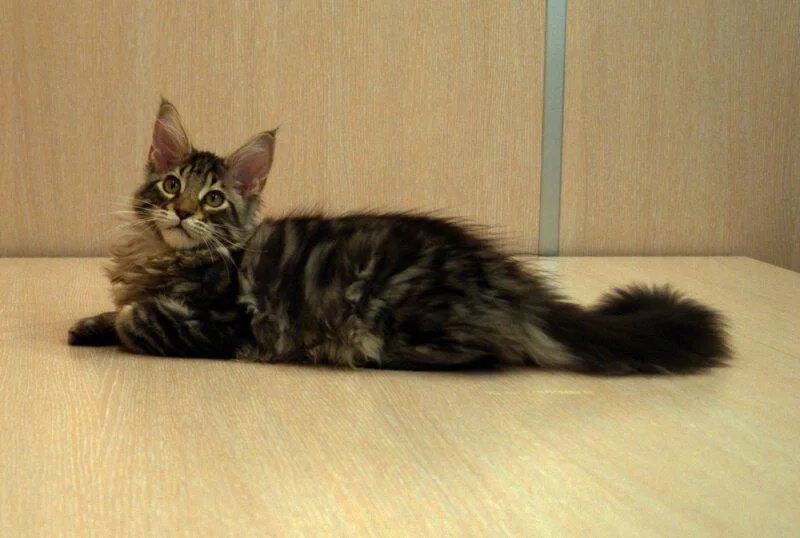 Помесь мейн куна и сибирской кошки фото Мейн Кун (Maine Coon) - Mary Cat - питомник Мейн-Кунов, Екатеринбург. Доставка к