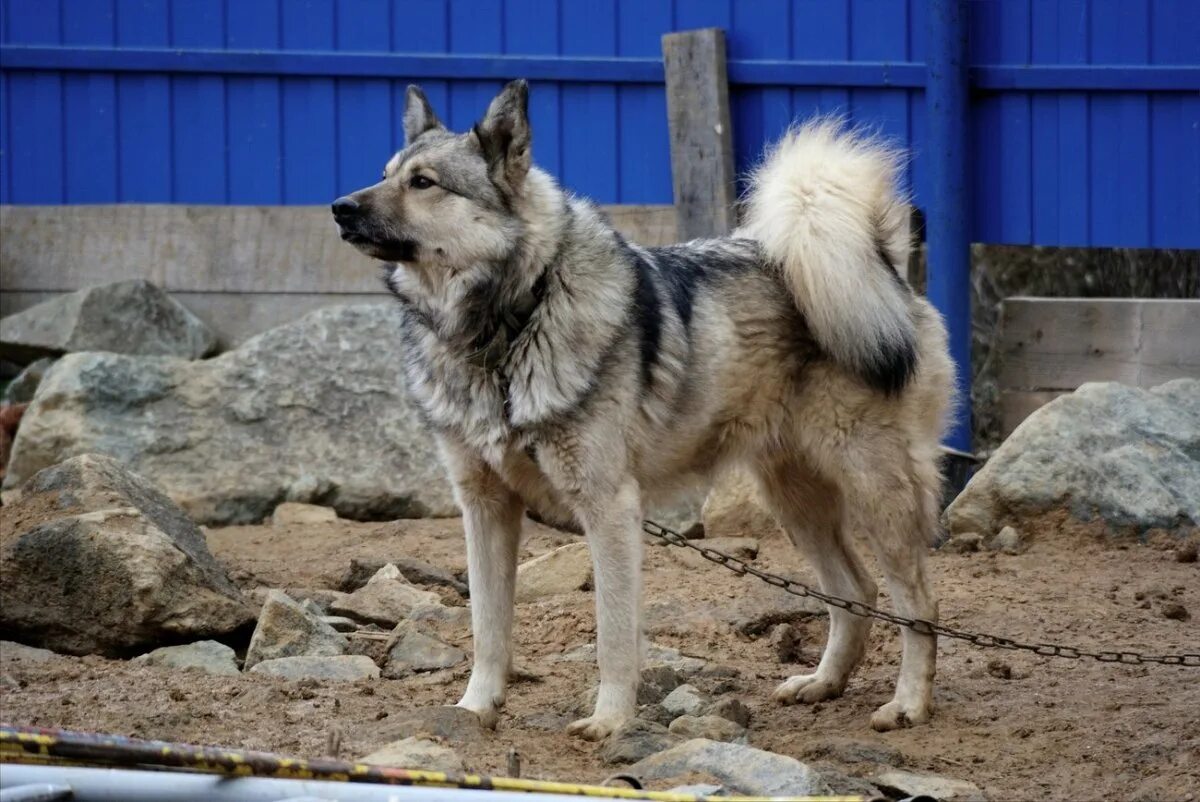 Помесь немецкой овчарки и лайки фото PHOTO: Caucasian Shepherd and Husky mix - Gorodprizrak