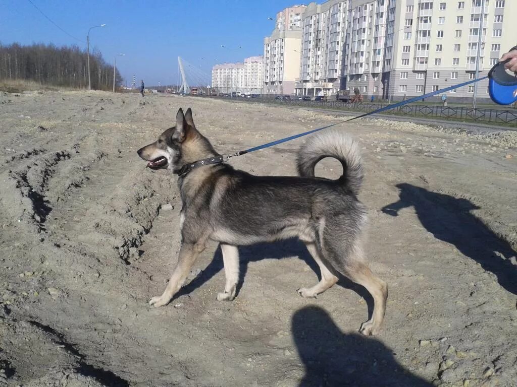 Помесь немецкой овчарки и лайки фото Вольфу нужен дом! - Доска объявлений "Потеряшки", об.37478 (Найдены (нет регистр