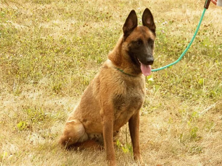 Помесь немецкой овчарки и малинуа фото Lionheart Canine Belgian Malinois and Dutch Shepherds Belgian malinois, Malinois