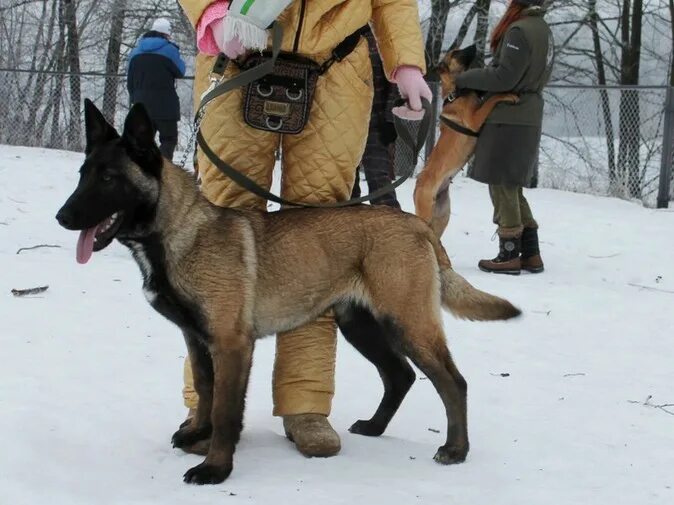 Помесь немецкой овчарки и малинуа фото Фрай Винд Ола- фотоальбом - FreiWind - племенной питомник немецких овчарок, мали