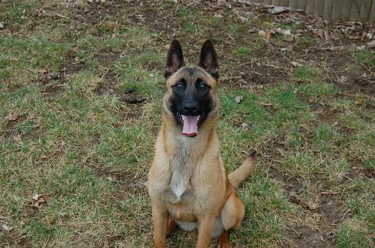 Помесь немецкой овчарки и малинуа фото a little cuteness for your afternoon Belgian malinois puppies, Malinois puppies,