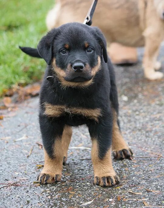 Помесь немецкой овчарки и ротвейлера щенки фото badr the rottweiler Rottweiler, Rottweiler puppies, Rottie