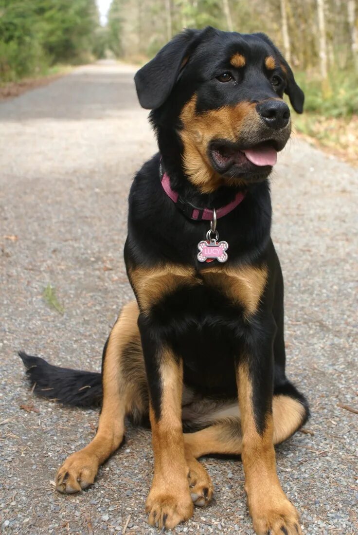 Помесь немецкой овчарки и ротвейлера щенки фото Love my Lucy 15/4/12 @ 6 months Rottweiler/Bernese Mountain Dog/Lab Dog mixes, R