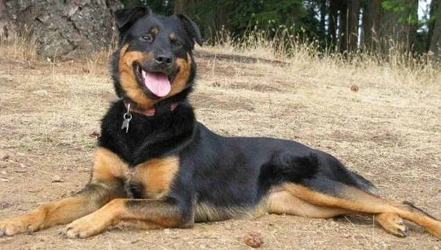 Помесь немецкой овчарки и ротвейлера щенки фото rottweiler, german shepherd, wolf, husky and pitbull mix Dog breeds, Rottweiler 