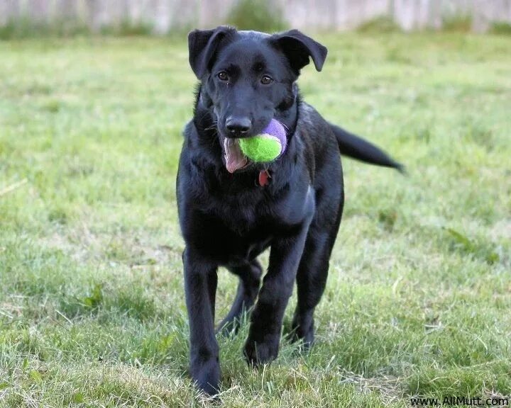 Помесь овчарки и лабрадора фото взрослой German Shepherd Lab Mix