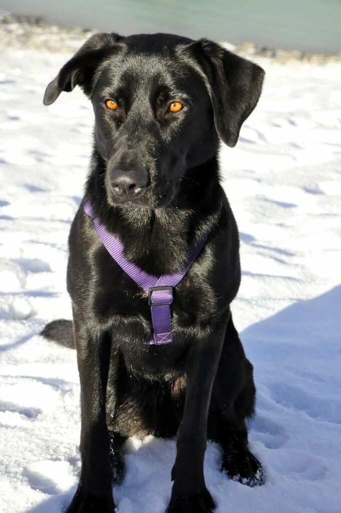 Помесь овчарки и лабрадора фото взрослой I adopted a German Sheprador - Imgur