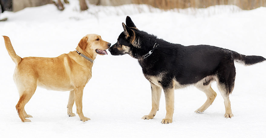 Помесь овчарки и лабрадора фото взрослой german shepherd Archives OLX Blog