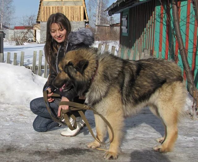 Помесь овчарки и маламута фото Метис маламута и овчарки Foto-Gadanie.ru