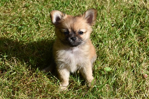 Помесь померанского шпица и чихуахуа фото Teacup Chihuahua Puppies for sale in North Dakota, ND. Long Haired, Apple Head, 