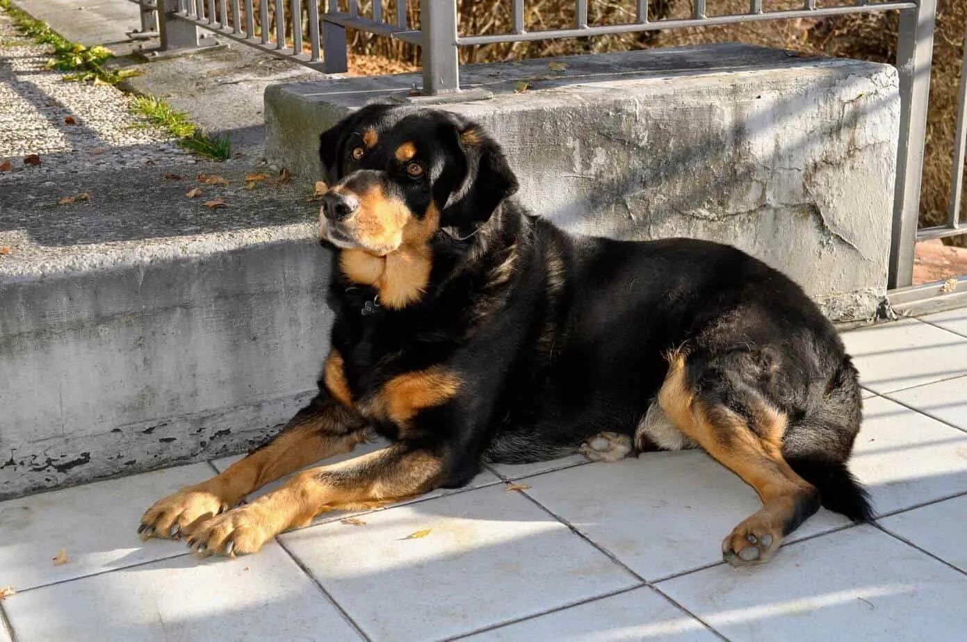 Помесь ротвейлера и немецкой овчарки фото Rottweiler Temperament And Personality Traits