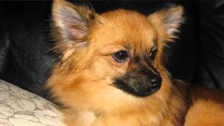 Помесь шпица и чихуахуа фото Pomeranian Chihuahua Mix Pomeranian chihuahua mix, Pomeranian chihuahua, Pomeran