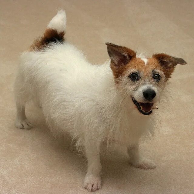 Помесь шпица и джек рассел терьера фото Dolly Jack russell, Jack russell terrier, Jack russell dogs