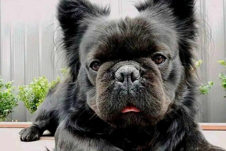 Помесь шпица и французского бульдога фото What Is A Long Haired French Bulldog, And How Do You Take Care Of One? in 2022 B