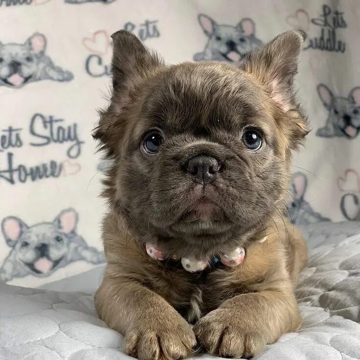 Помесь шпица и французского бульдога фото French Bulldog ❤ Frenchie puppy, Cute dogs, Cute baby animals