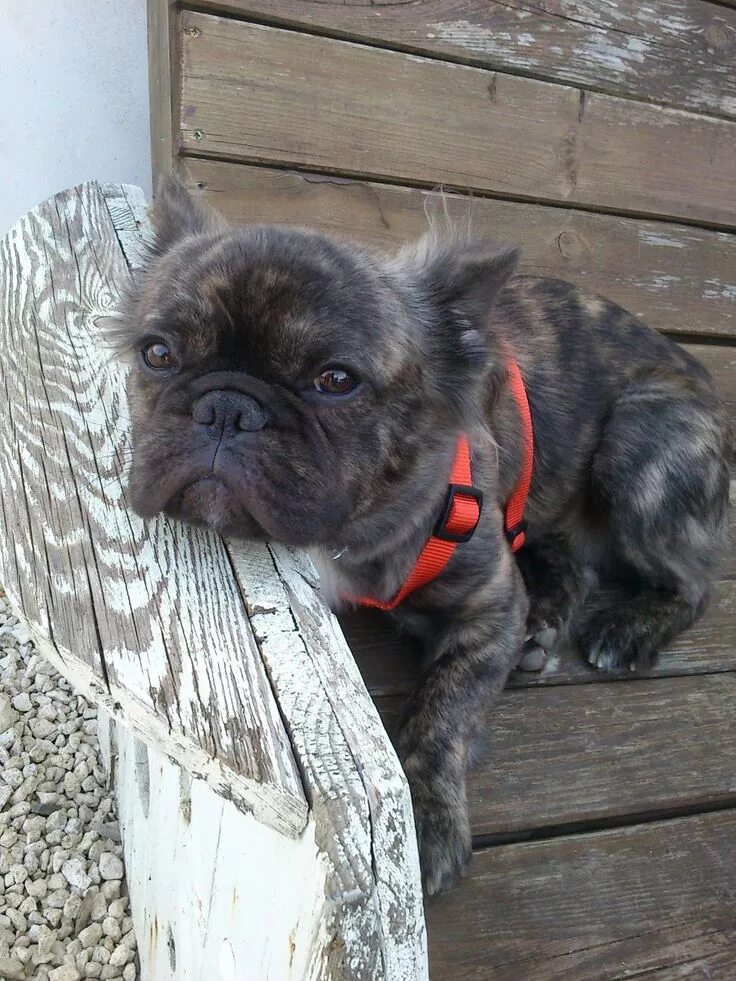 Помесь шпица и французского бульдога фото Bulldog with long hairs :p Chien, Animaux