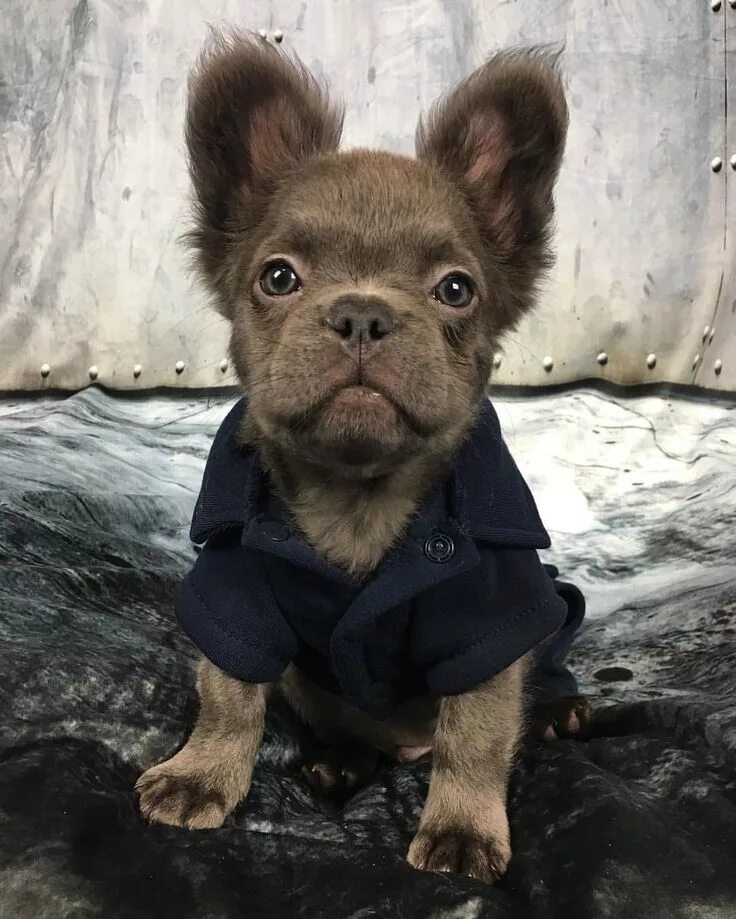 Помесь шпица и французского бульдога фото Sieh dir dieses Instagram-Foto von @fozzythefluffyfrenchie an * Gefällt 5,857 Ma