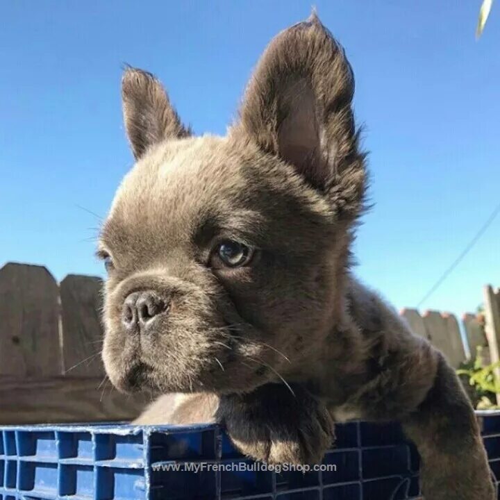 Помесь шпица и французского бульдога фото ▼ ▼ ▼ Like This Post? Then Show Some Love And Tag Your Frenchie Loving Friends! 