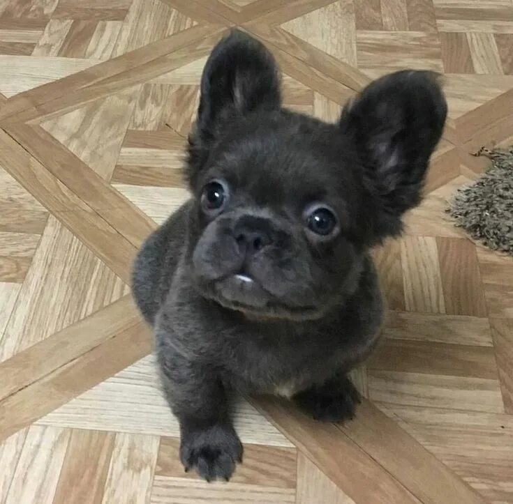 Помесь шпица и французского бульдога фото Pin by S on Adorable Cute dogs, Super cute puppies, French bulldog puppies