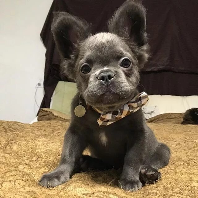 Помесь шпица и французского бульдога фото I'll love him, and squeeze him, and hug him! - Wuvely French bulldog full grown,