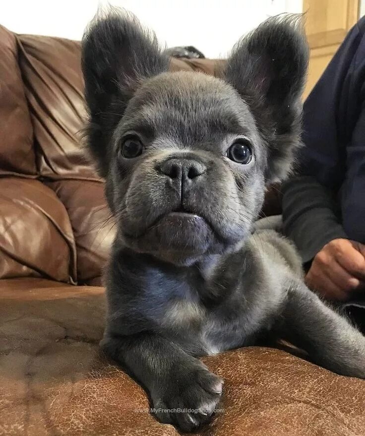 Помесь шпица и французского бульдога фото Pin on French Bulldog Lyfe