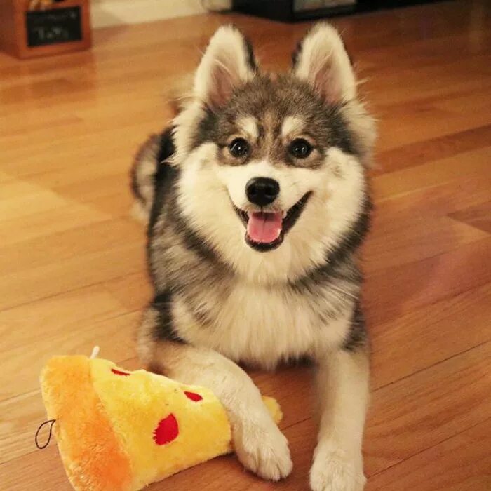 Помесь шпица и хаски название породы фото Meet Norman, A Husky-Pomeranian Puppy That’s So Cute It Doesn’t Even Look Real B