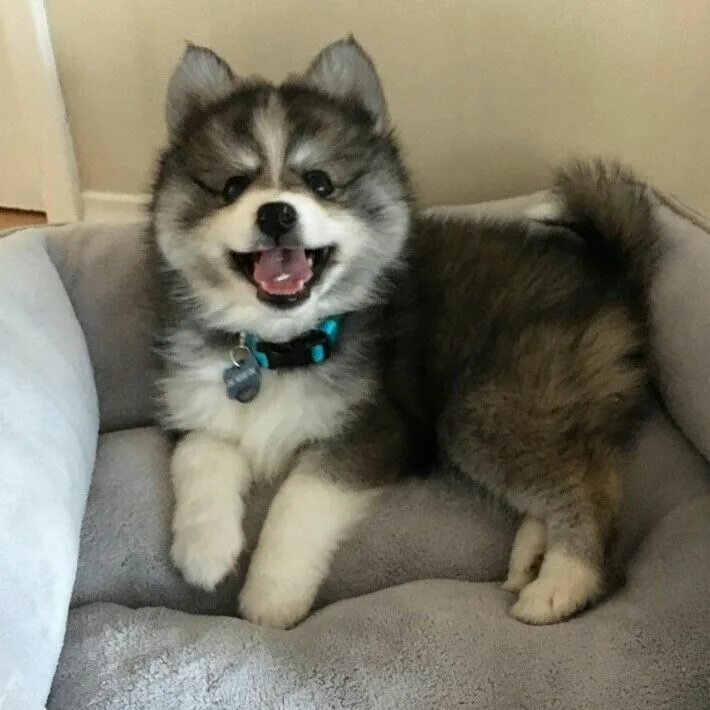 Помесь шпица и хаски название породы фото Pomsky Dog Breed Information & Pictures Pomeranian Husky Mix Husky pomeranian mi