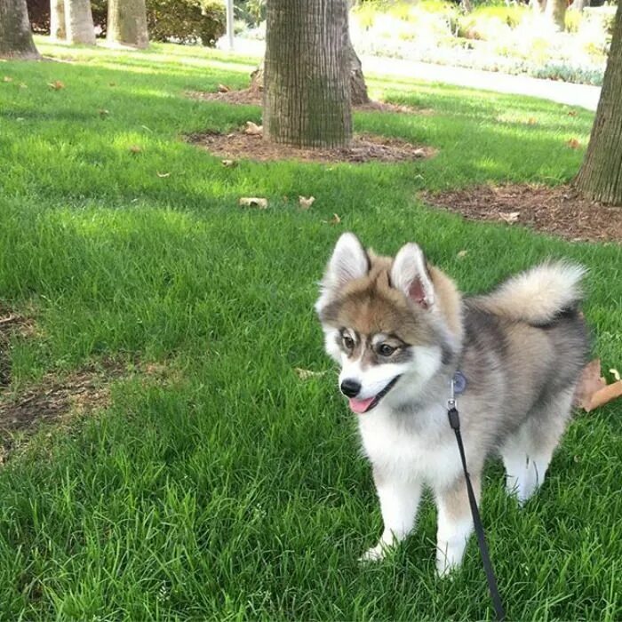 Помесь шпица и хаски название породы фото Meet Norman, A Husky-Pomeranian Puppy That’s So Cute It Doesn’t Even Look Real P