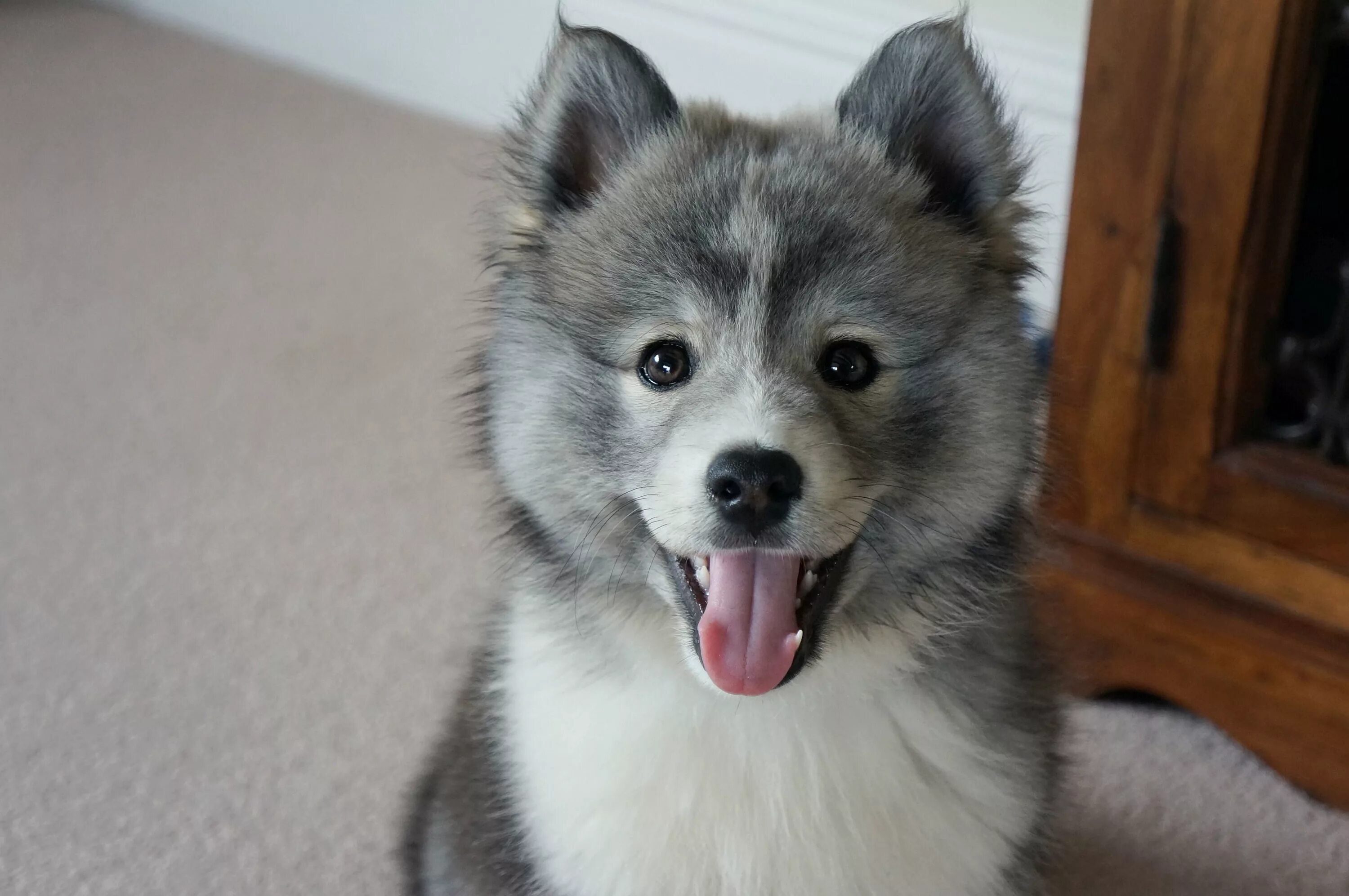 Помесь шпица и хаски название породы фото Oreo 10 weeks old best pomsky ever Pomsky dog, Pomsky puppies, Beautiful dogs