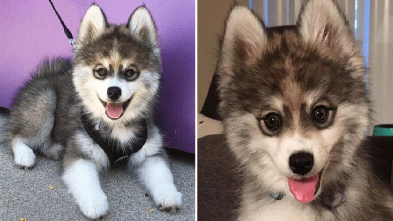 Помесь шпица и хаски название породы фото This Puppy Is A Husky Pomerainian Mix - And People Are Losing Their Minds Over H