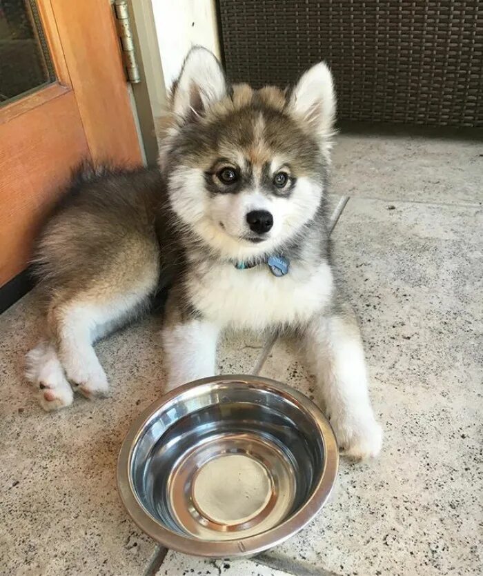 Помесь шпица и хаски название породы фото Meet Norman, A Husky-Pomeranian Puppy That’s So Cute It Doesn’t Even Look Real -