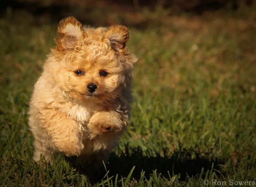 Помесь шпица и пуделя фото pomeranian poodle - Google Search Cute animals, Cute dogs, Pets