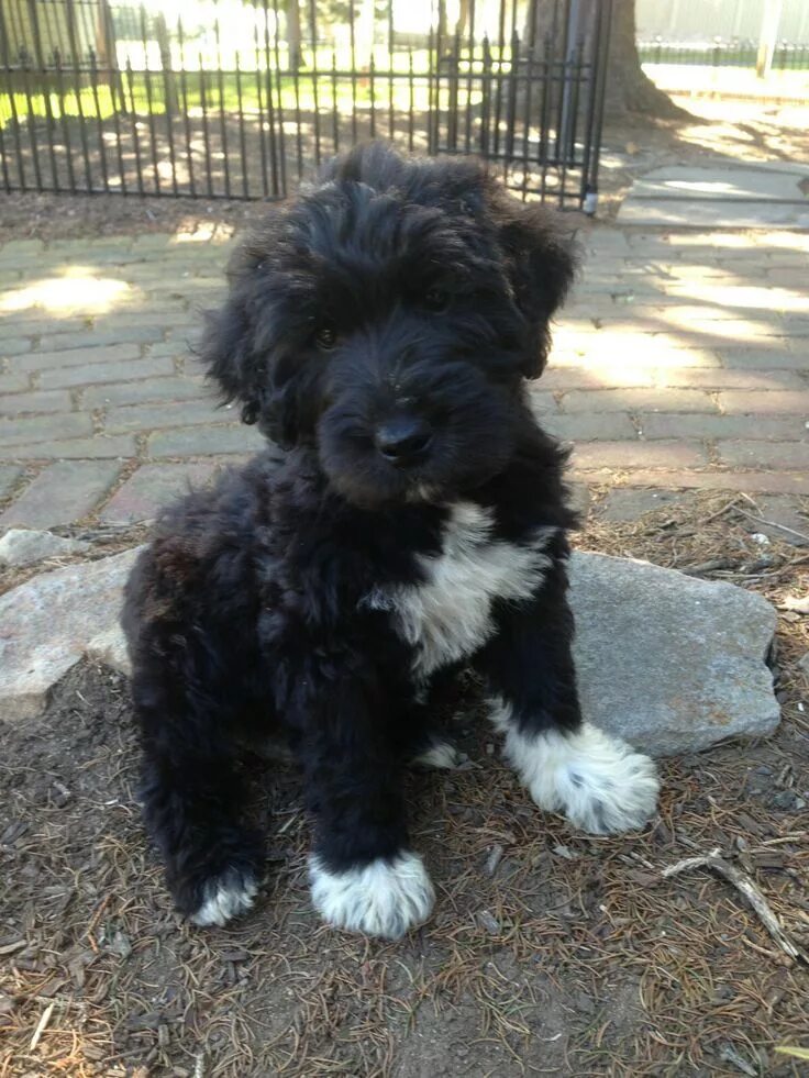 Помесь шпица и пуделя фото Cute Brown Puppy (Schnoodle : cross between a Schnauzer and a Poodle)What a love