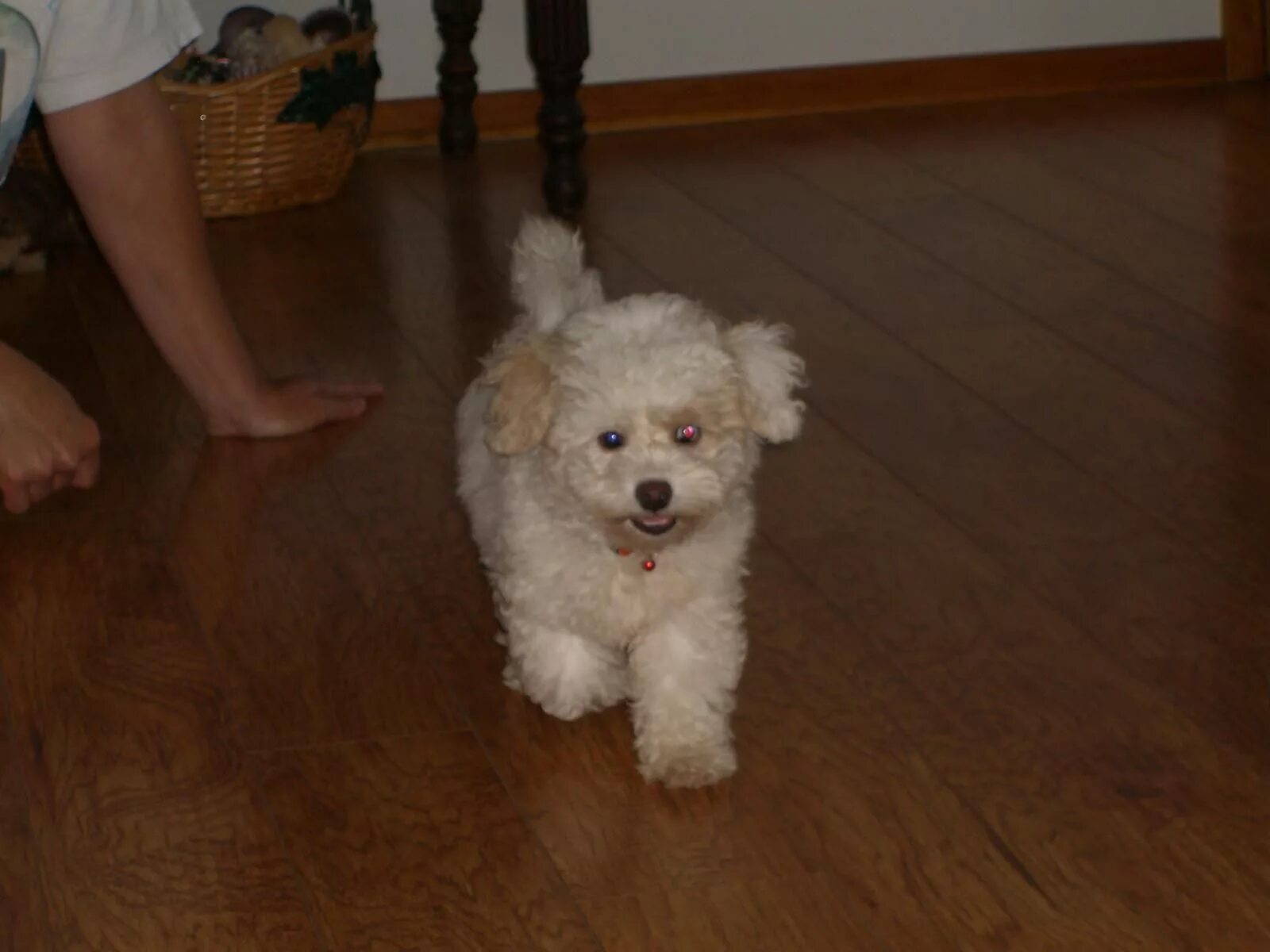 Помесь шпица и пуделя фото bichon poodle mix Bichon, Bichon poodle mix, Poodle