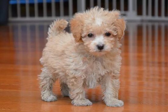 Помесь шпица и пуделя фото Bichon Poo information and Bichon Poo puppies and dogs for sale Poochon puppies,