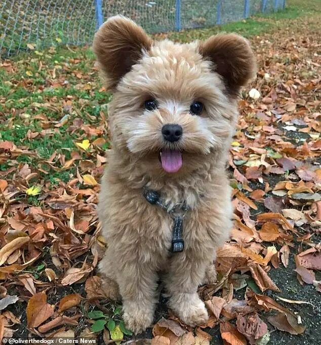 Помесь шпица и пуделя фото Oliver the puppy is Instagram star for uncanny resemblance to teddy ส ต ว