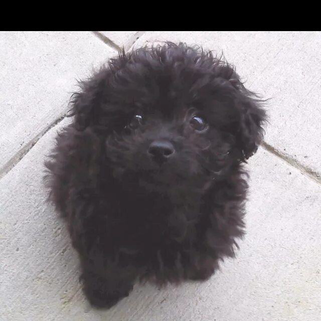 Помесь шпица и пуделя фото This is what Pebbles looked like As a puppy. Bichon Poodle Marley dog, Poochon p