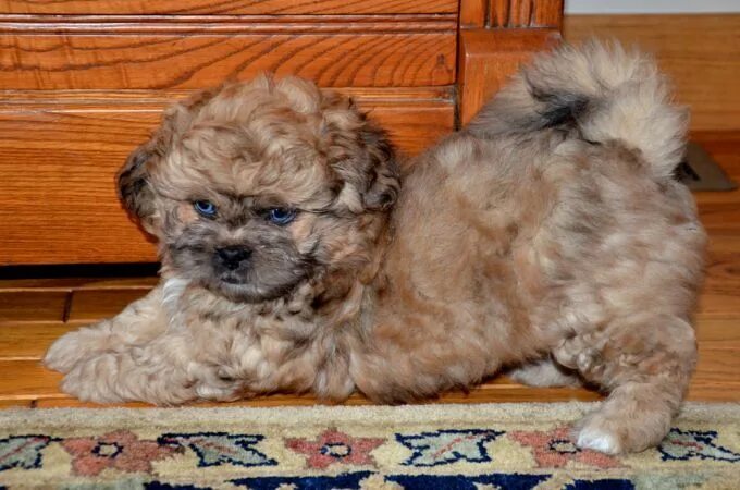 Помесь шпица и пуделя фото Peekapoo - (a cross between a Poodle and a Pekingese crossbreed) All small dog b