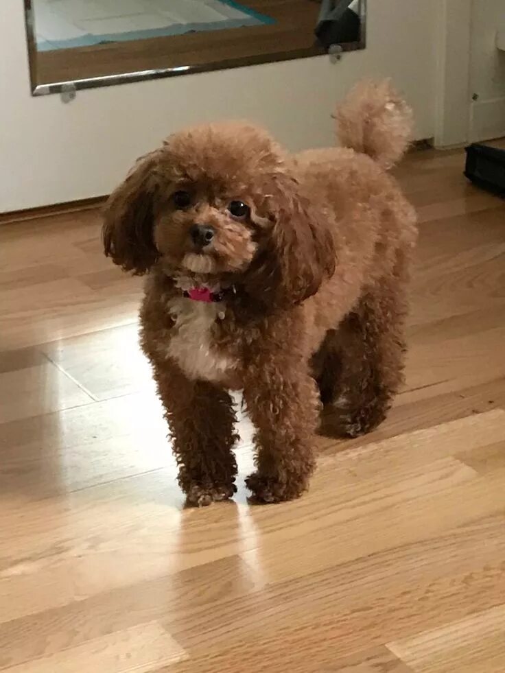 Помесь шпица и пуделя фото Pin by Ana Anano on Toy poodle Mia Dog training, Easiest dogs to train, Dog trai