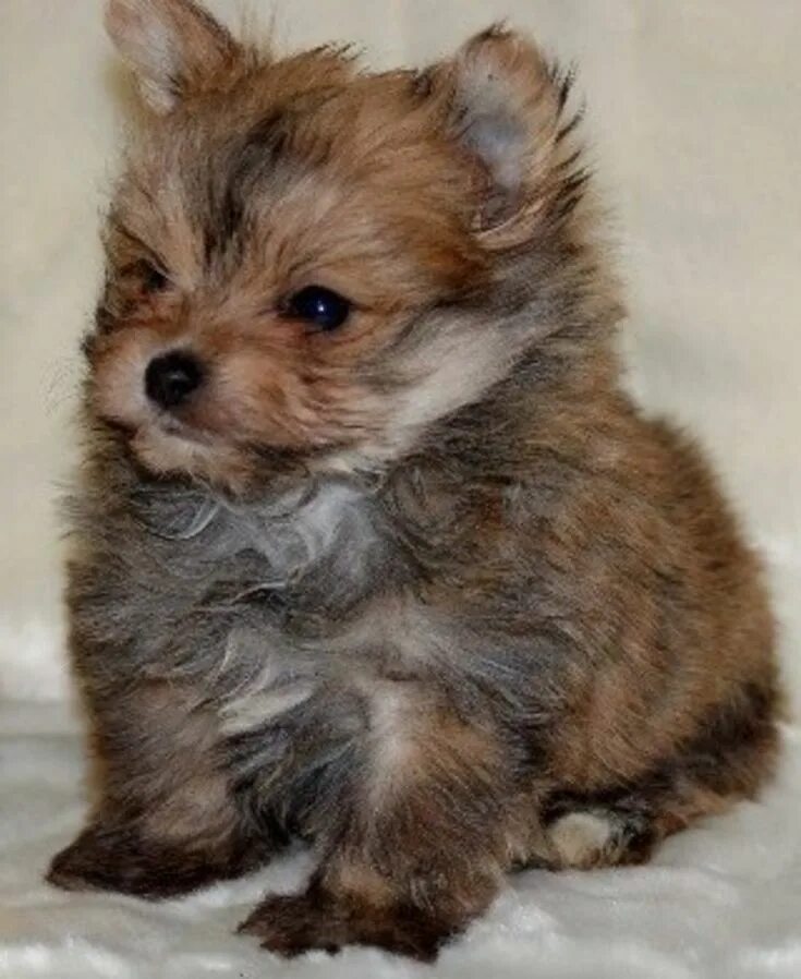 Помесь шпица и йорка фото щенка These 16 Adorable Puppy Hybrids Will Absolutely Make Your Day Pomeranian mix pup