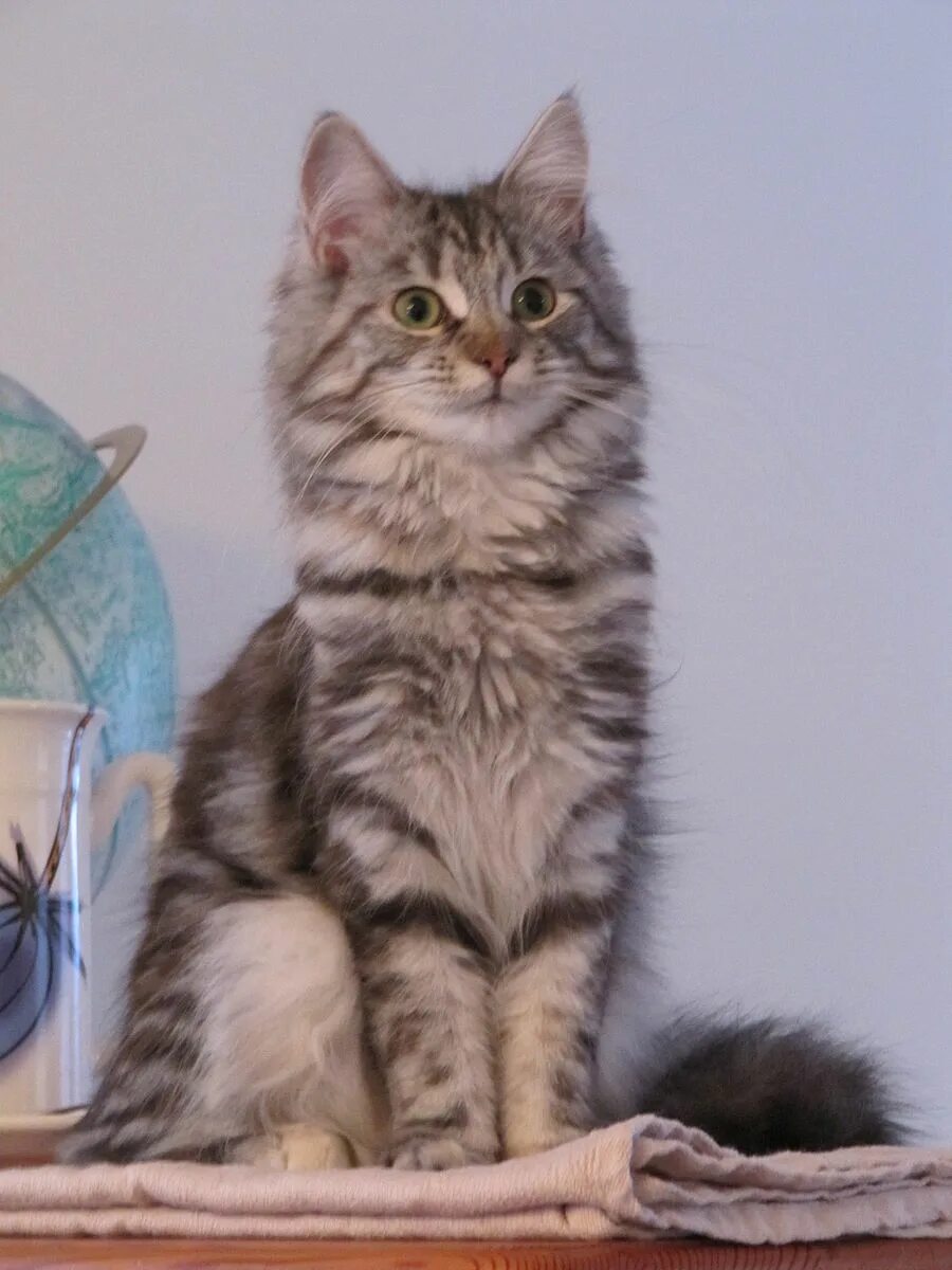 Помесь сибирской и мейн куна фото File:Maine coon x NFC.jpg - Wikipedia