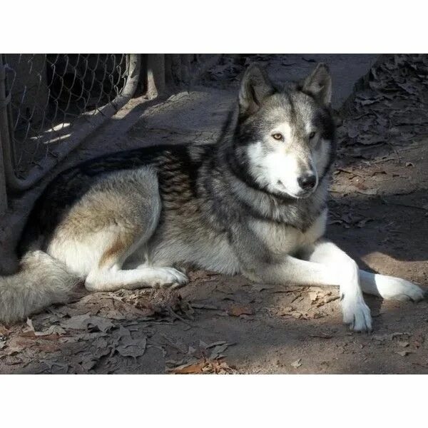 Помесь волка и лайки фото Ariah Jackson ❤ liked on Polyvore featuring wolves and animals Wolf dog, Wolf hy