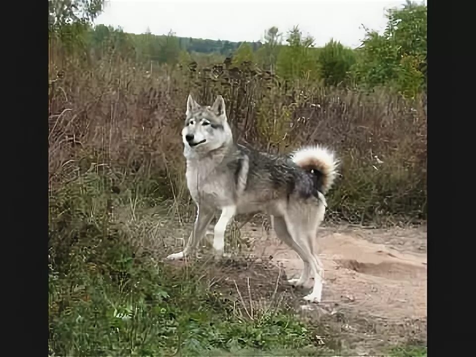 Помесь волка и лайки фото Все породы собак.Волкособ (Wolf Hybrid) - YouTube