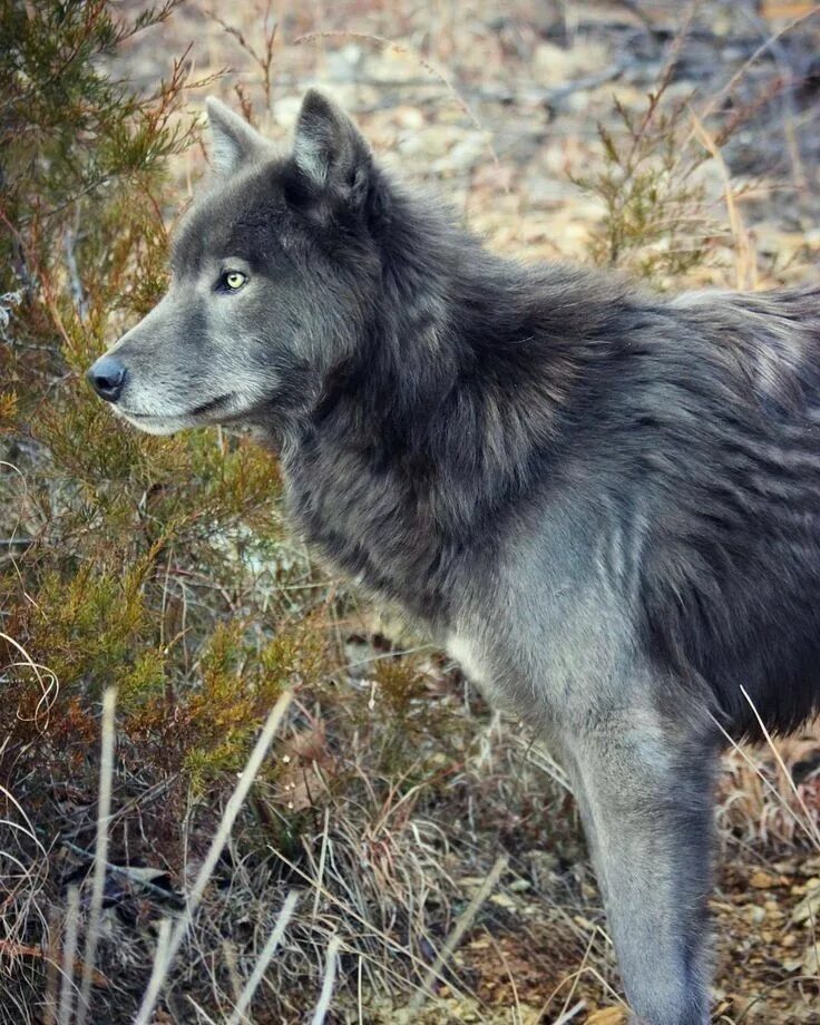 Помесь волка и лайки фото Pin by Jack Daniel's on Wolves Wolf dog, Wolf hybrid, Snow dogs