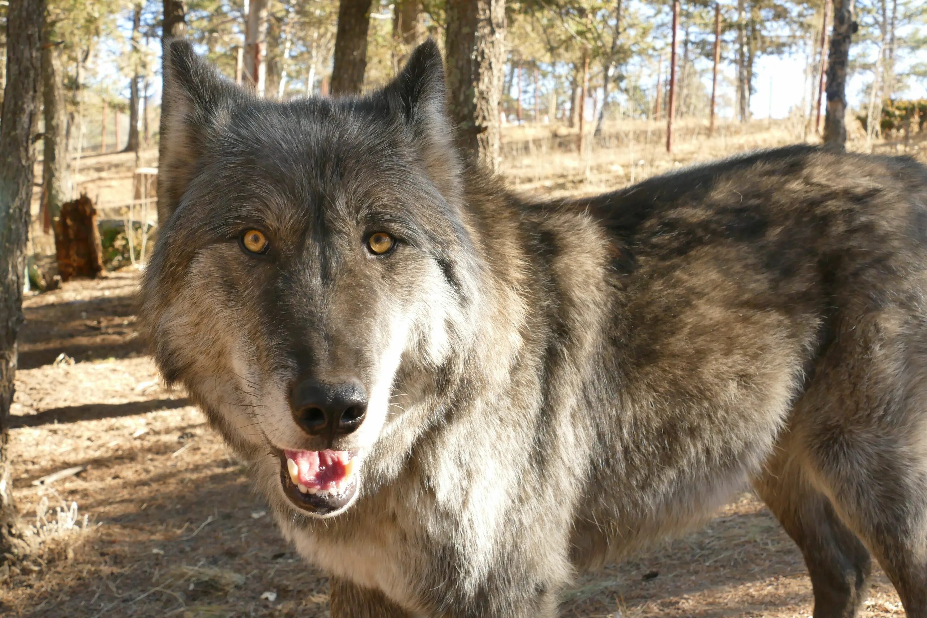 Помесь волка и овчарки фото Ever had a full grown wolf stick its tongue in your mouth? Colorado Wolf and Wil