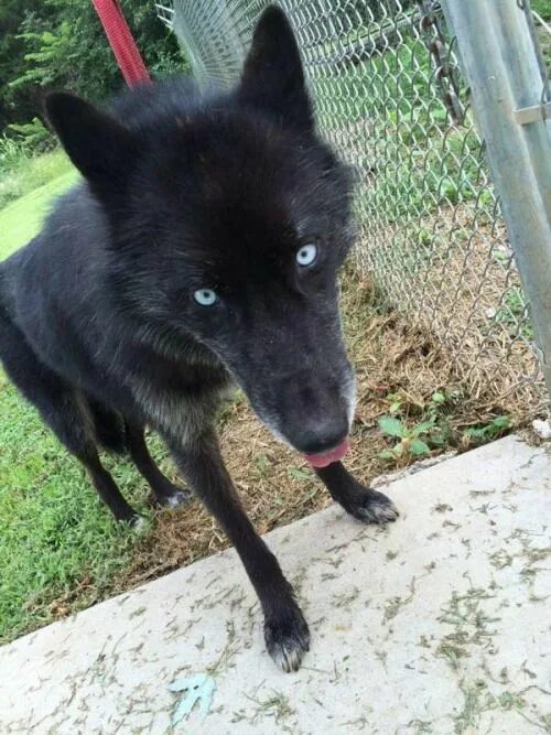 Помесь волка и овчарки фото Meridas wolf form Wolf dog, Domestic dog, Animal totems